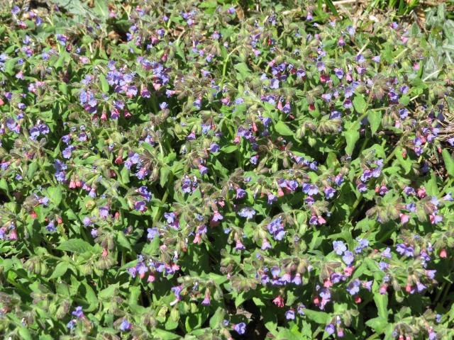 Pulmonaire (Pulmonaria officinalis) : plantation, entretien et emplacement