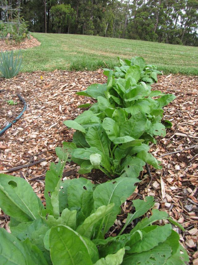 Radis (Raphanus sativus var. sativus) : semis, culture et récolte