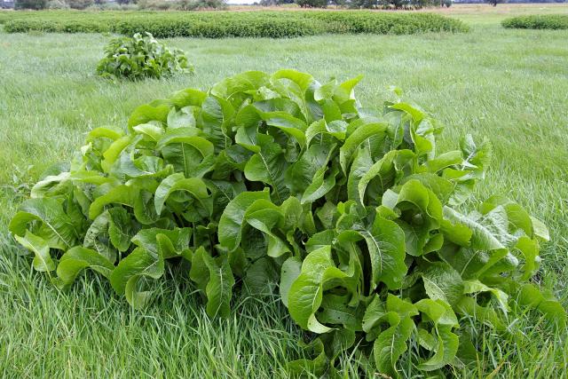 Raifort (Armoracia rusticana) : plantation, culture et récolte