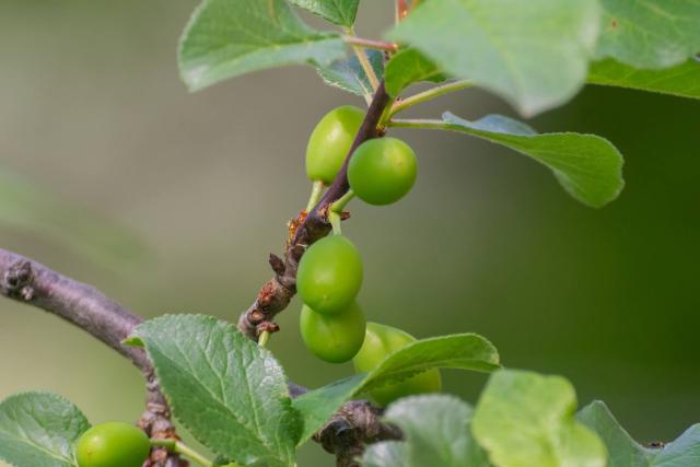 Reine-claude (Prunus domestica, groupe Reine-Claude) : plantation, taille et entretien