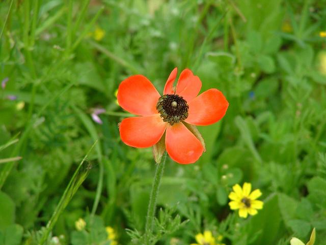 Renoncule des fleuristes (Ranunculus asiaticus) : plantation, entretien et floraison