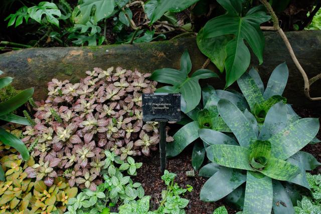 Rhaphidophora tetrasperma : entretien, arrosage et culture en interieur