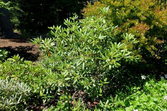 Rhododendron : plantation, sol acide, arrosage et entretien
