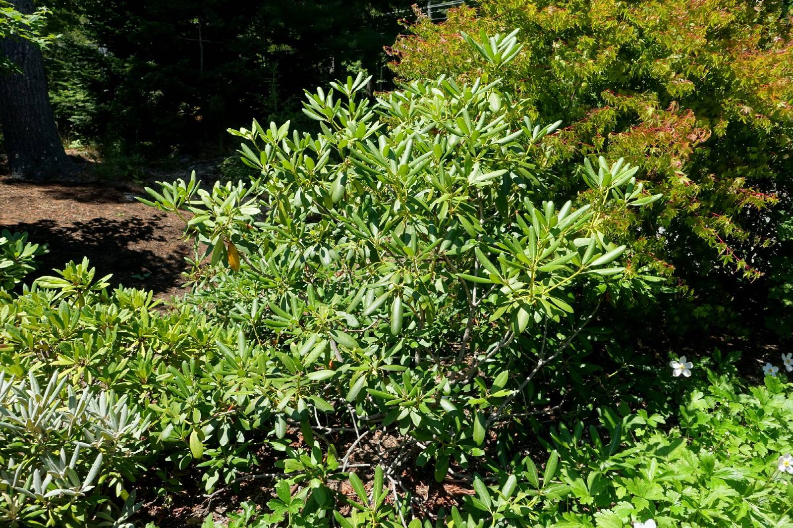 Rhododendron
