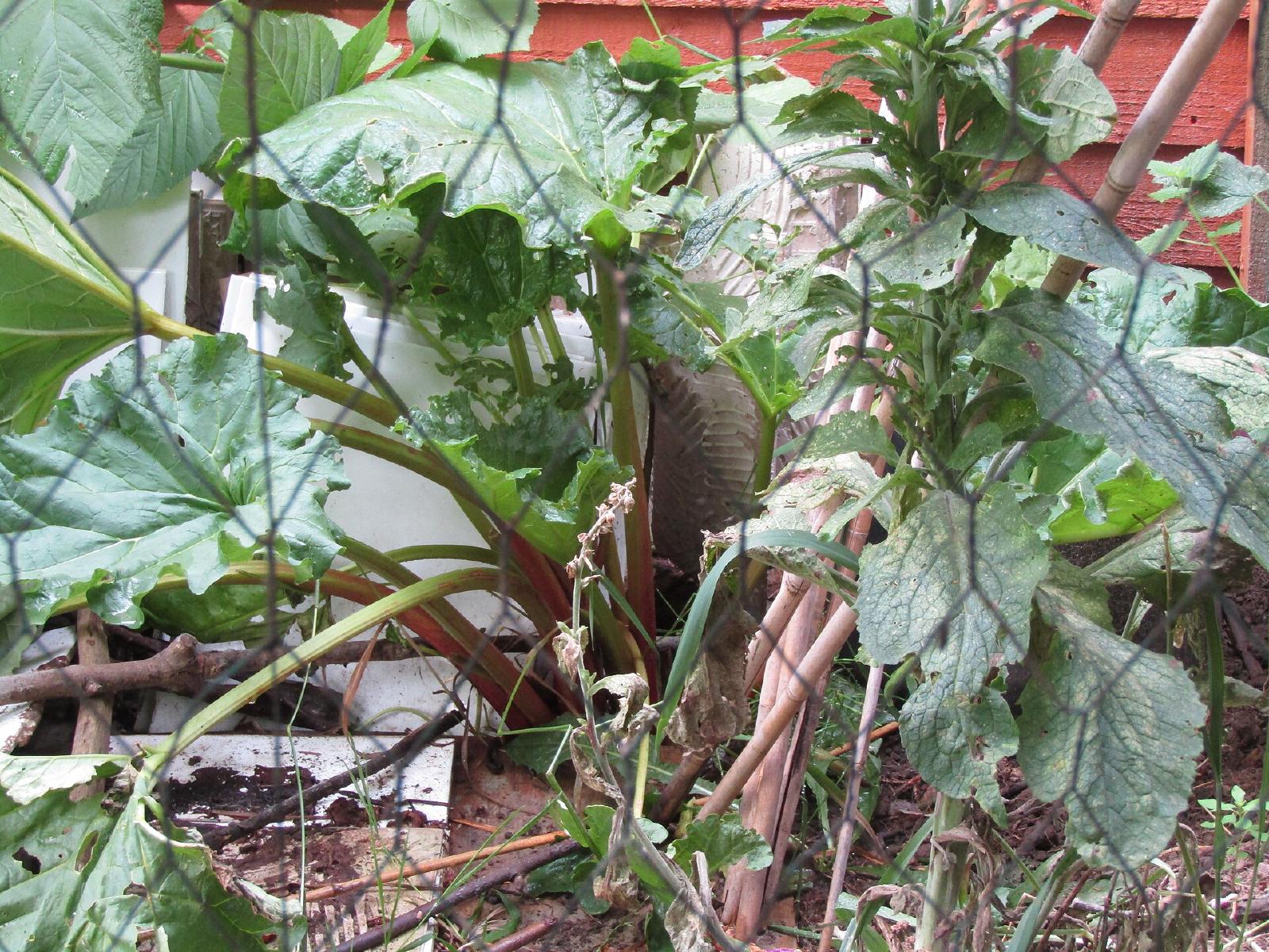 Rhubarbe