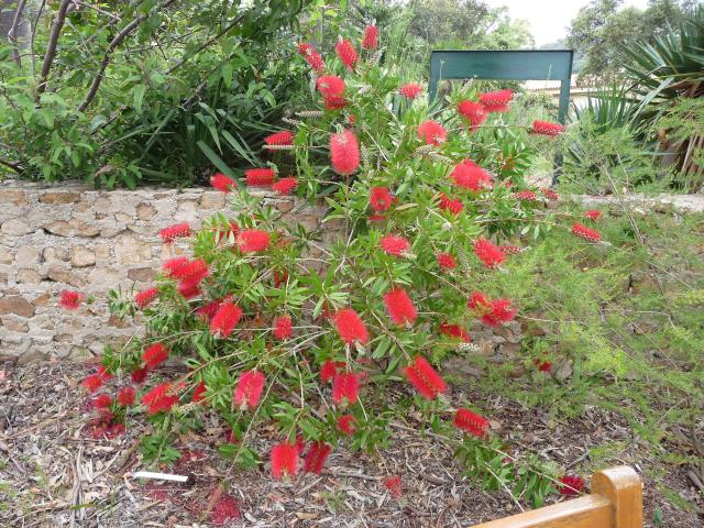 Rince-bouteille (Callistemon citrinus) : plantation, taille et entretien