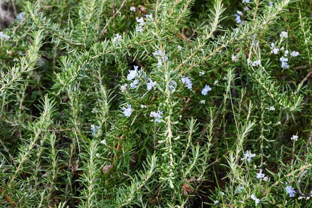 Romarin (Salvia rosmarinus) : plantation, taille et entretien