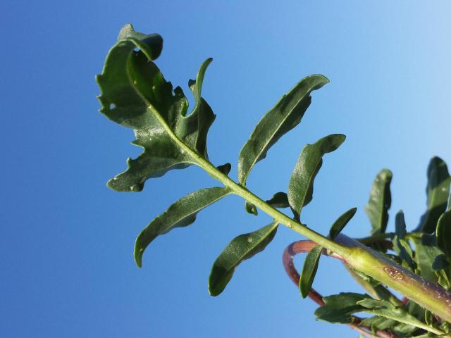 Roquette (Eruca sativa) : semis, culture et récolte