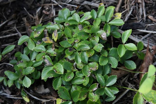 Rose de Noël (Helleborus niger) : plantation, entretien et floraison hivernale