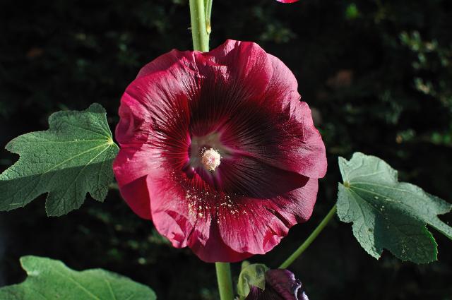 Rose trémière (Alcea rosea) : semis, entretien et lutte contre la rouille