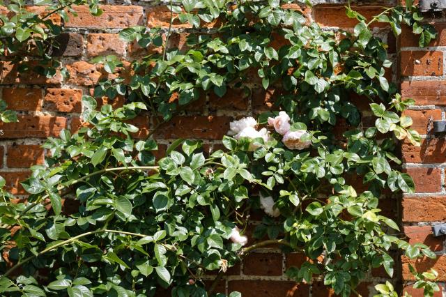 Rosier grimpant (Rosa spp.) : plantation, palissage, taille et entretien