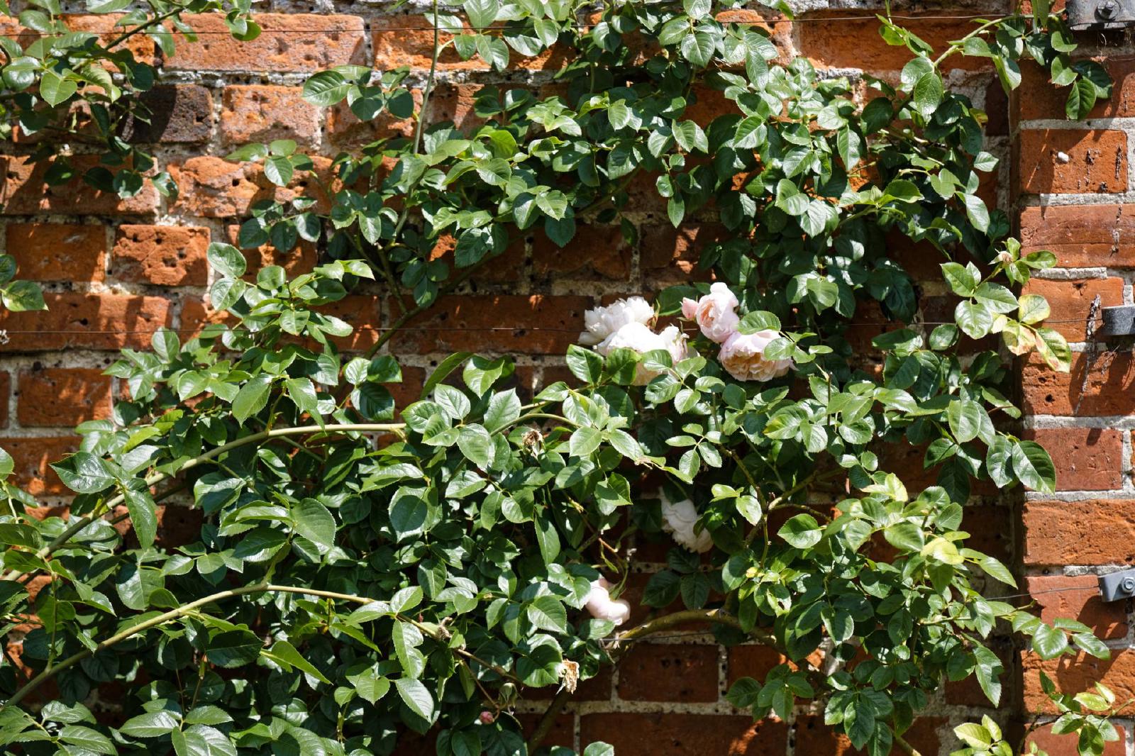 Rosier grimpant
