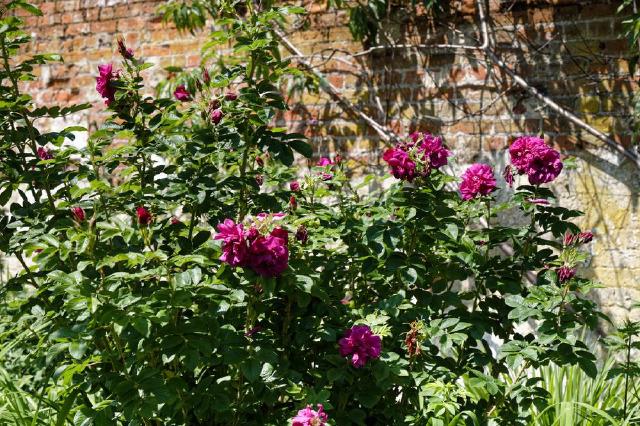 Rosier (Rosa spp.) : plantation, taille et entretien