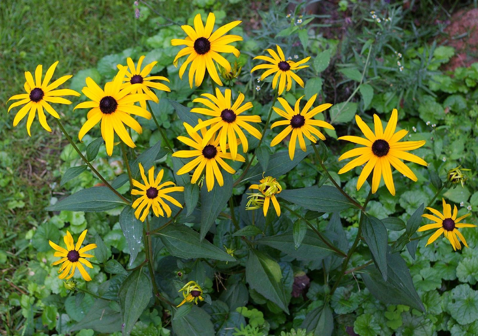 Rudbeckia