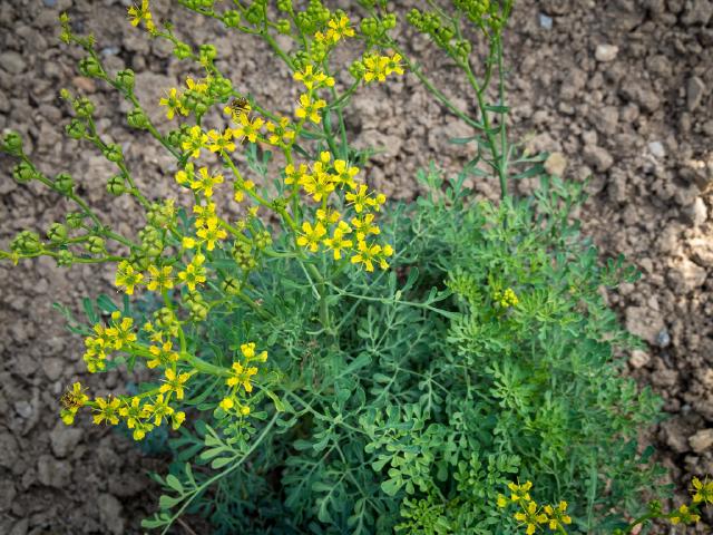 Rue officinale : culture, usages et précautions au jardin