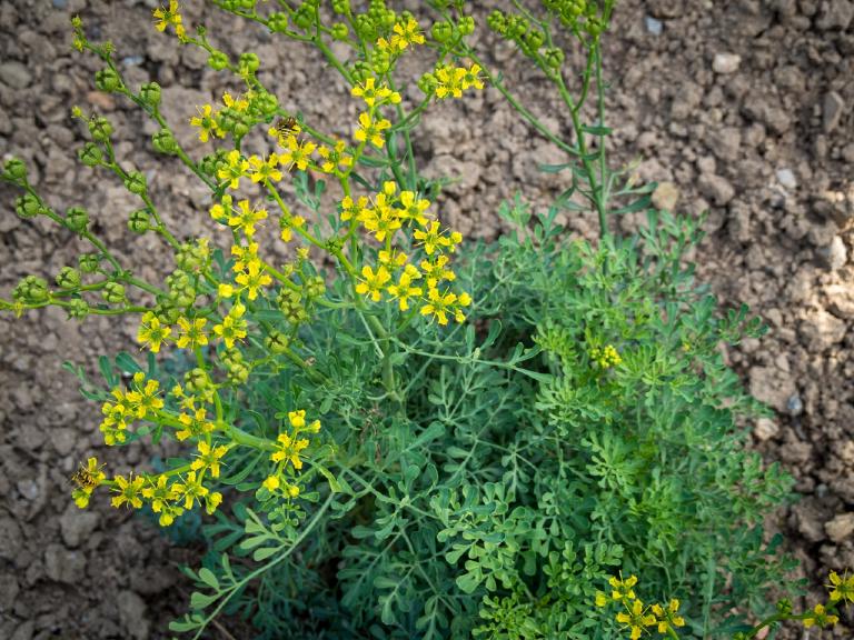 Rue officinale