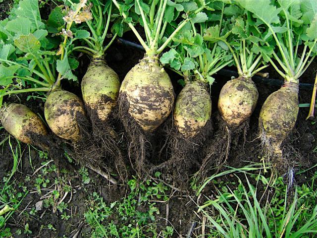 Rutabaga (Brassica napus var. napobrassica) : semis, culture et récolte