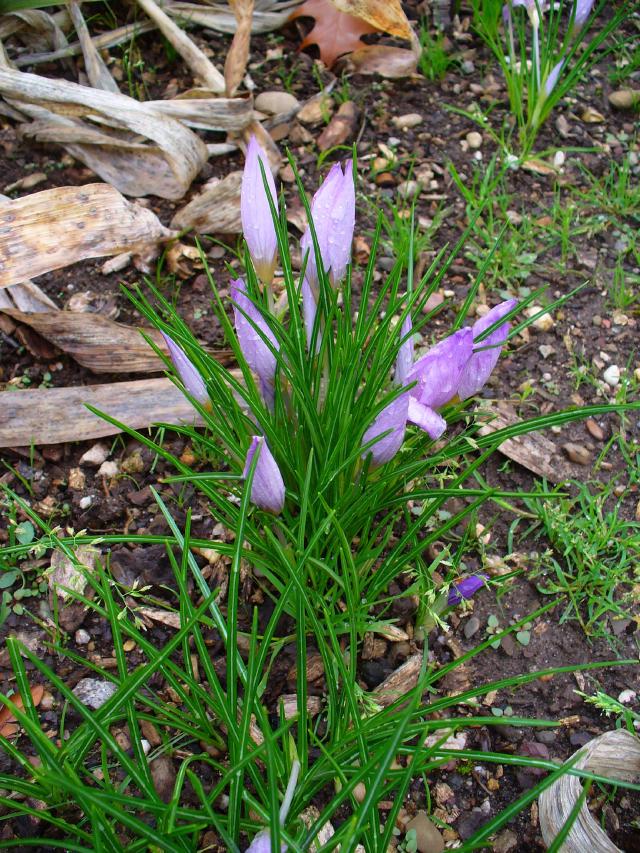 Safran (Crocus sativus) : plantation, récolte et entretien