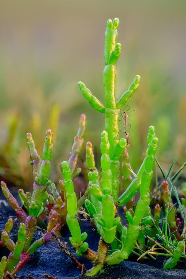 Salicorne (Salicornia europaea) : culture, entretien et récolte