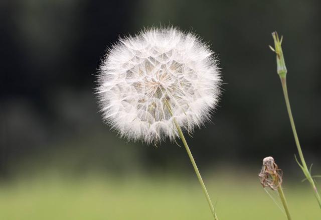 Salsifis (Tragopogon porrifolius) : semis, culture et récolte