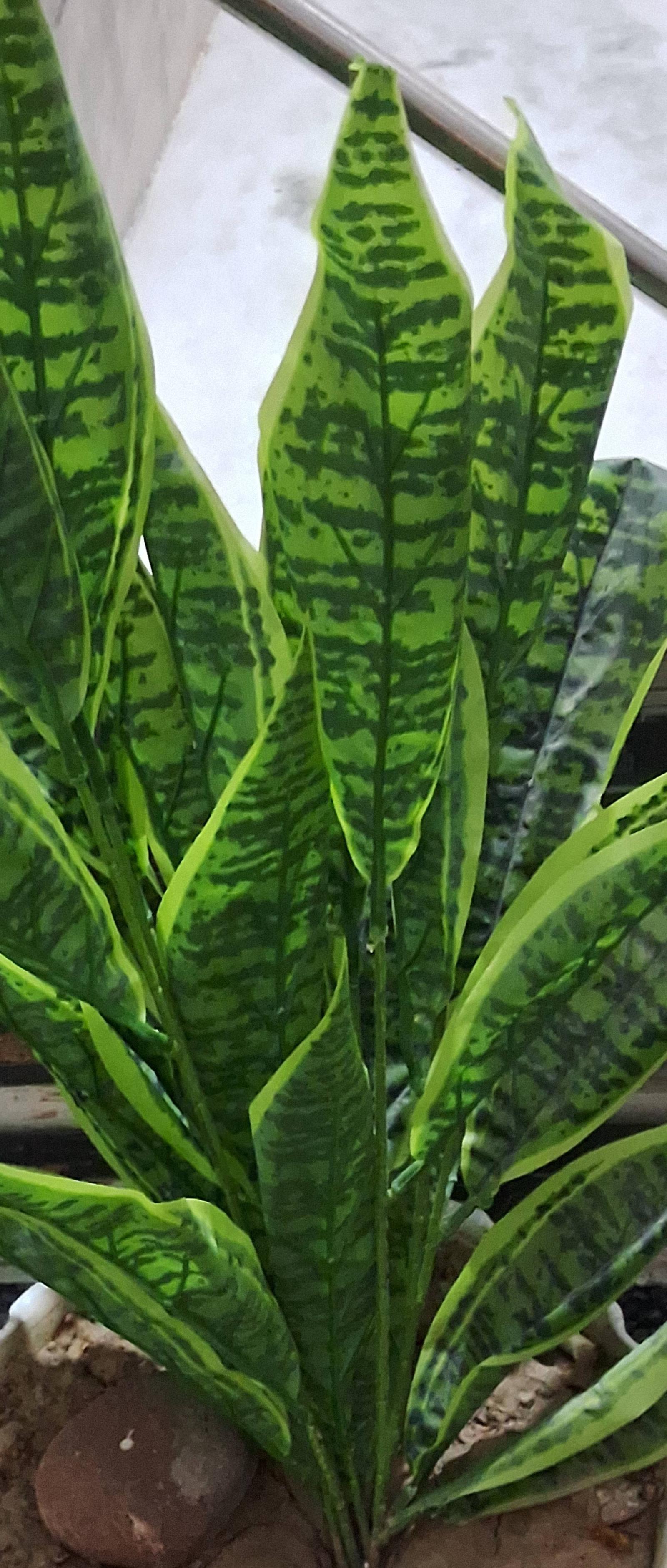 Sansevieria