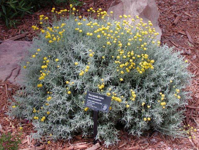 Santoline (Santolina chamaecyparissus) : plantation, taille et entretien