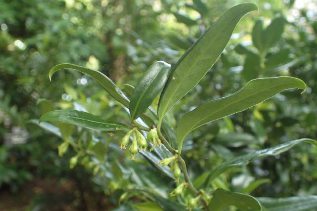 Sarcococca (bois parfumé d'hiver) : plantation, taille et entretien