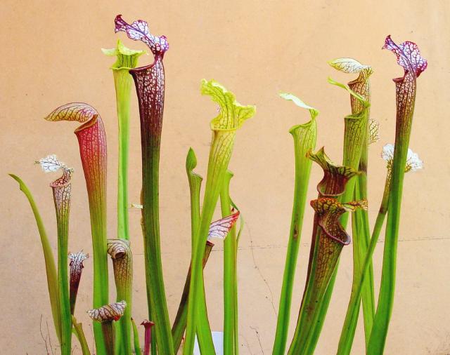 Sarracenia : entretien, arrosage et culture en pot ou en bac