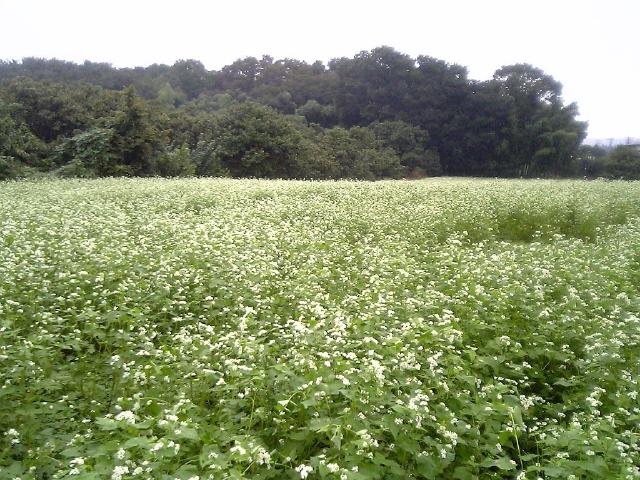 Sarrasin (Fagopyrum esculentum) : semis, culture et usage au jardin