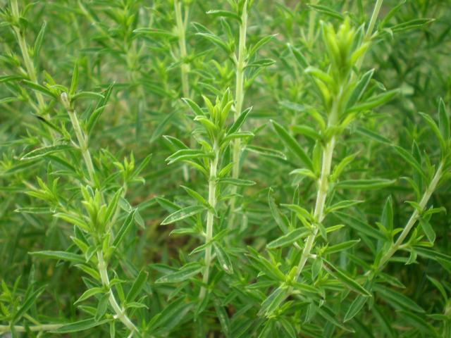 Sarriette (Satureja montana) : plantation, taille et entretien