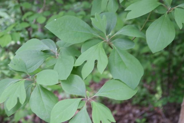 Sassafras : culture d’un arbre aromatique nord-américain