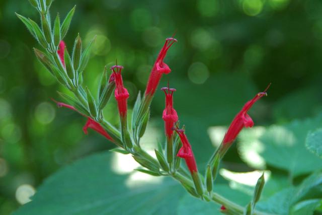 Sauge ananas (Salvia elegans) : plantation, entretien et hivernage