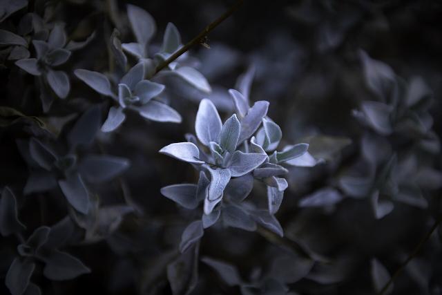 Sauge blanche (Salvia apiana) : plantation, entretien et culture en France