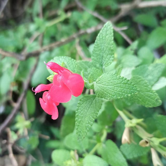 Sauge de Graham (Salvia microphylla) : plantation, taille et entretien