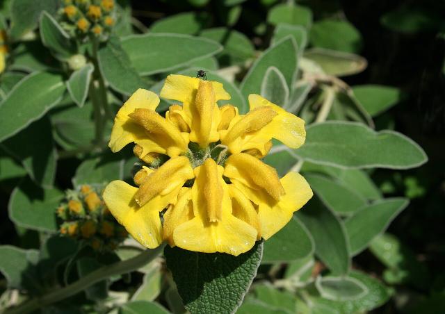 Sauge de Jérusalem : plantation, taille, floraison et hiver