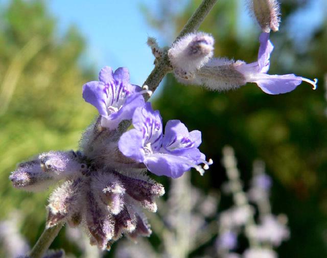Sauge de Russie (Perovskia atriplicifolia) : plantation, taille et entretien