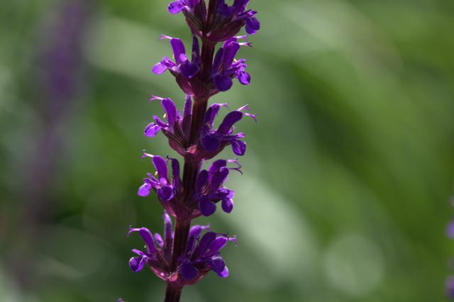 Sauge de Nemorosa (Salvia nemorosa) : plantation, taille et entretien