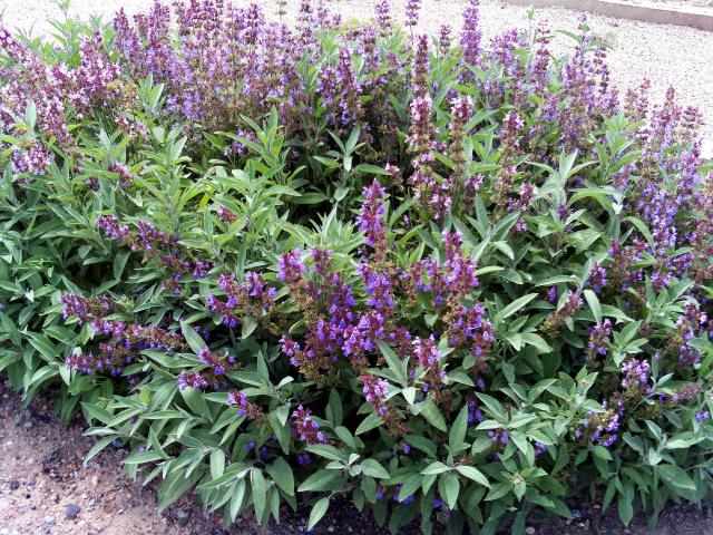 Sauge officinale (Salvia officinalis) : plantation, taille et entretien