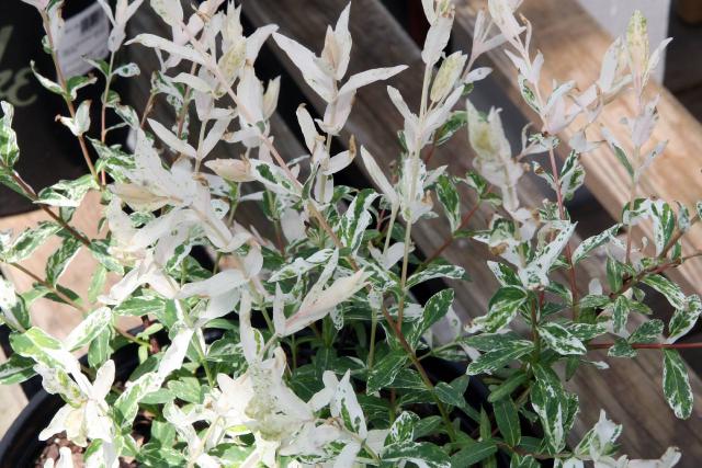 Saule crevette (Salix integra 'Hakuro-nishiki') : plantation, taille et entretien