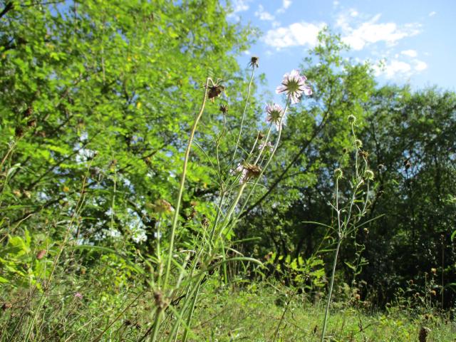 Scabieuse (Scabiosa columbaria) : plantation, floraison et entretien