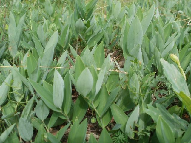Sceau-de-Salomon odorant (Polygonatum odoratum) : culture, entretien et multiplication