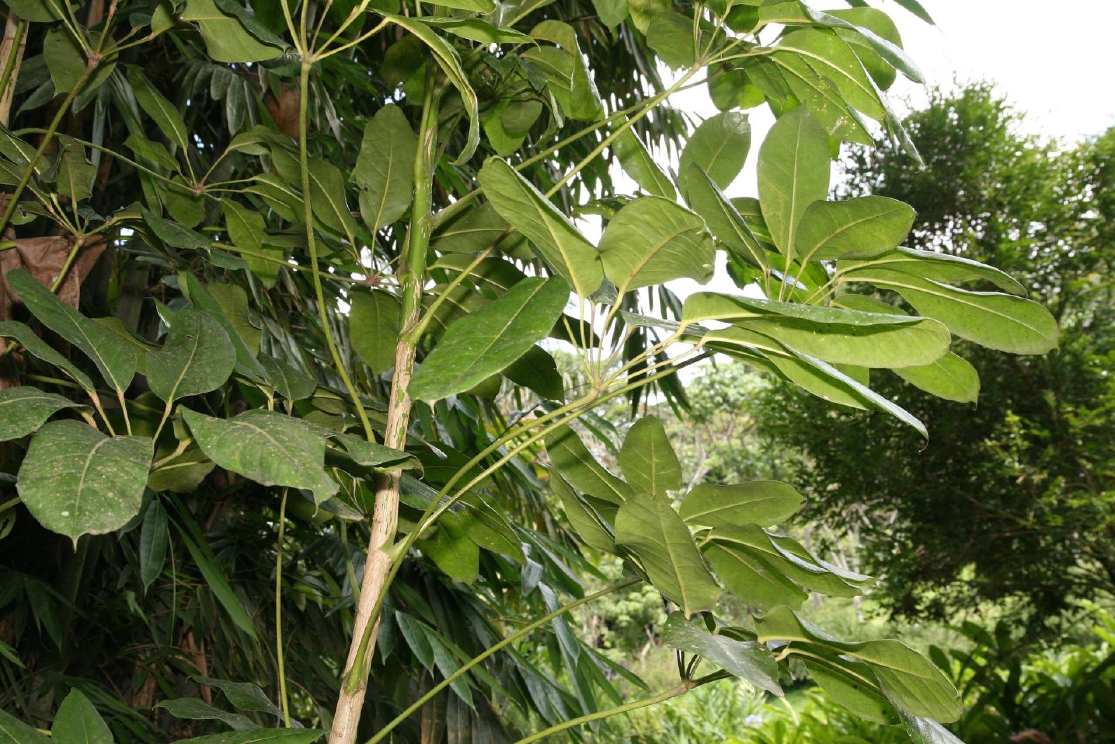 Schefflera