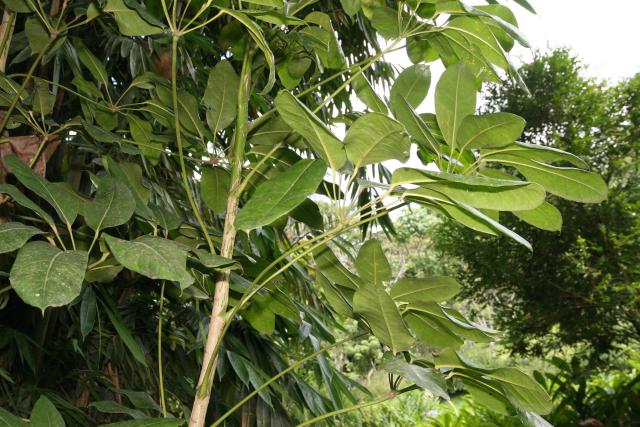 Schefflera (arbre ombrelle) : entretien, arrosage et rempotage