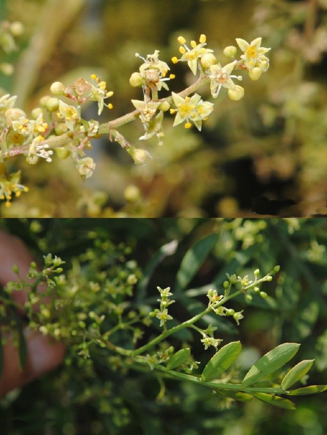 Schinus lentiscifolia : culture d’un faux poivrier sud-américain