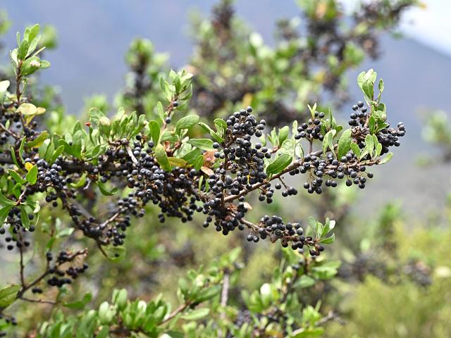 Schinus polygama : culture du faux poivrier chilien