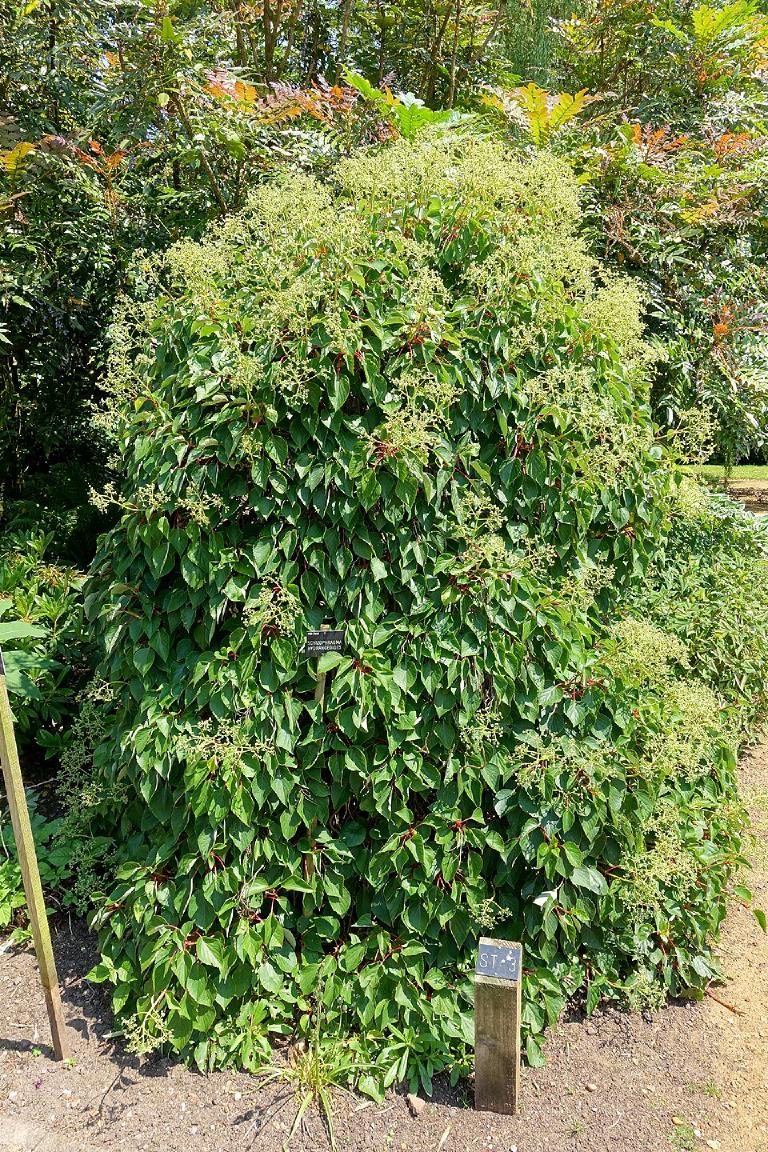 Schizophragma hydrangeoides