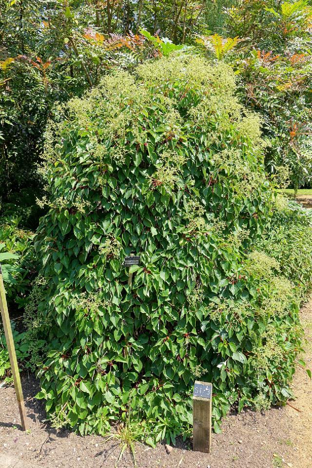 Schizophragma hydrangeoides : plantation, taille et entretien