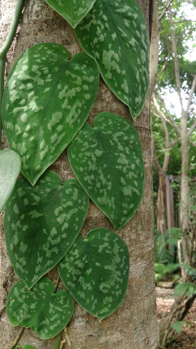 Scindapsus pictus : entretien, arrosage et culture en interieur