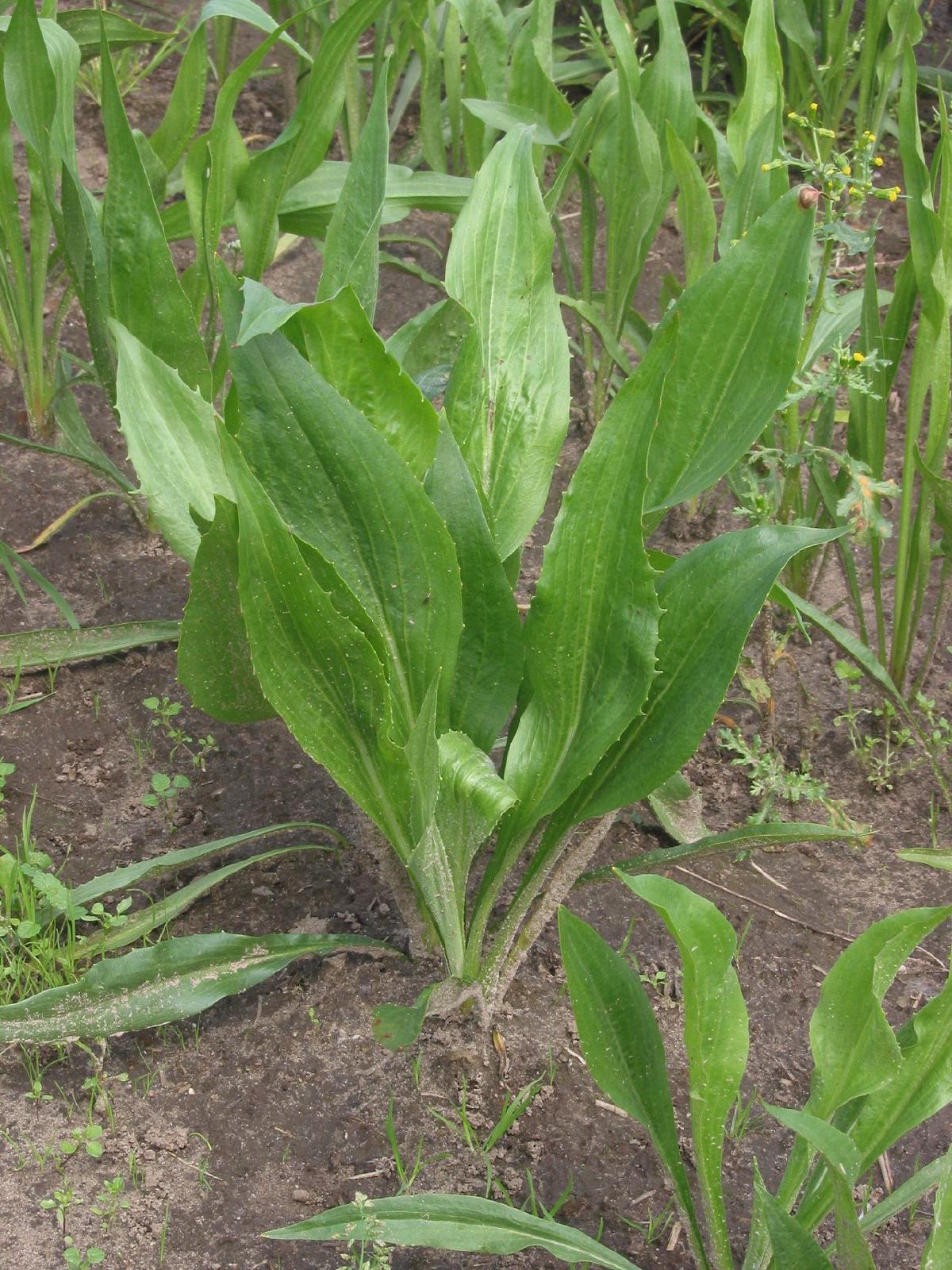 Scorsonère