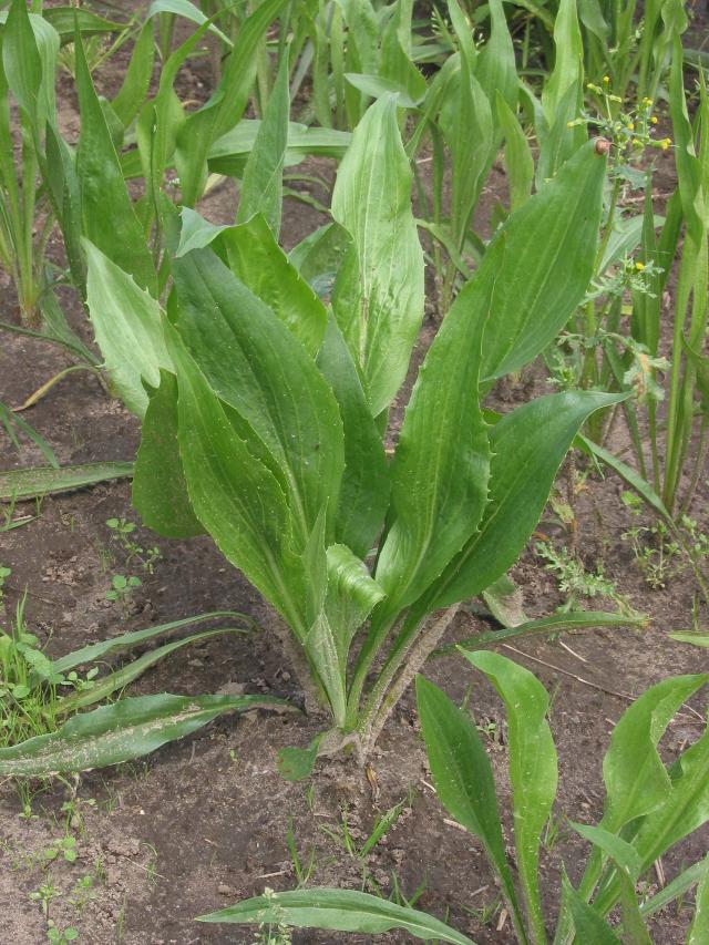 Scorsonère (Scorzonera hispanica) : semis, culture et récolte